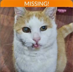 Lost Male Cat last seen Elvard Road, Molesworth Drive, , England BS13