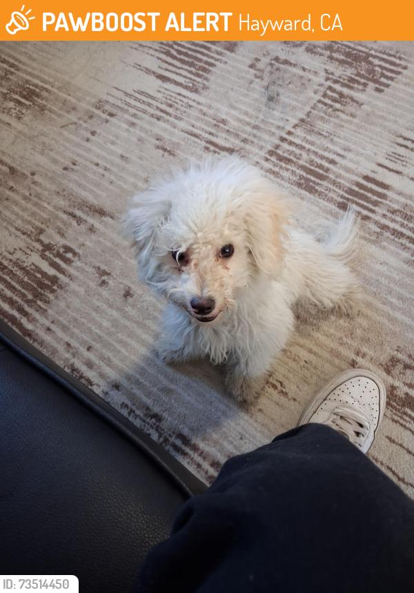 Found/Stray Unknown Dog last seen Meekland ave, Hayward, CA 94544
