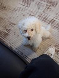 Found/Stray Unknown Dog last seen Meekland ave, Hayward, CA 94544