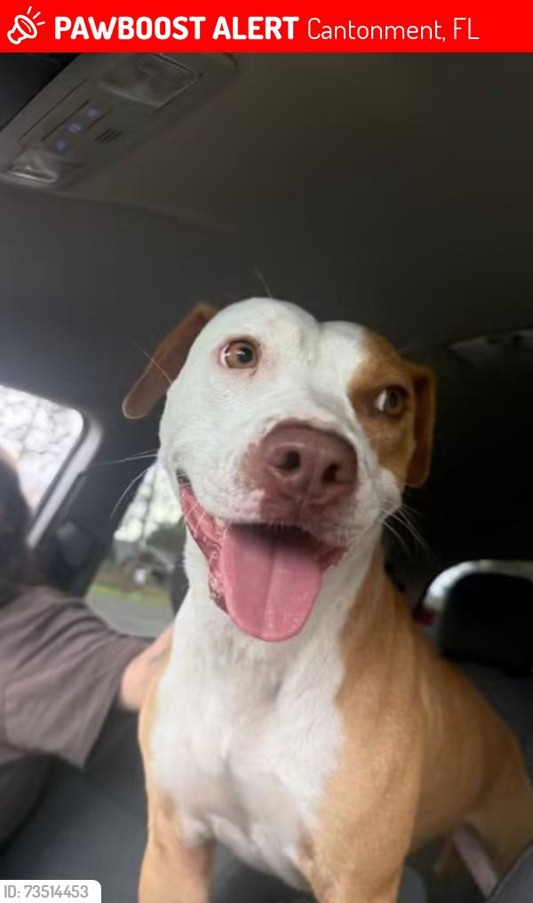 Lost Female Dog last seen Paper Park, Cantonment, FL 32533