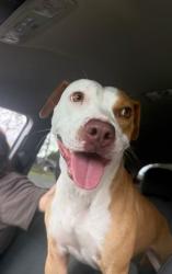 Lost Female Dog last seen Paper Park, Cantonment, FL 32533
