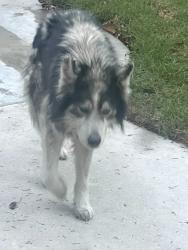 Found/Stray Unknown Dog last seen Palo Verde Ave, Long Beach, CA 90815