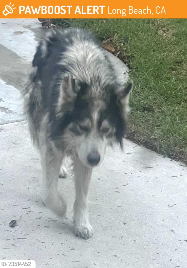 Found/Stray Unknown Dog last seen Palo Verde Ave, Long Beach, CA 90815