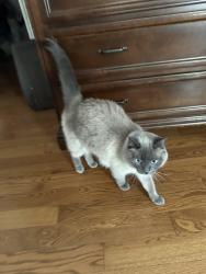 Reunited Female Cat last seen Deer Ridge area, St. Albert, AB 