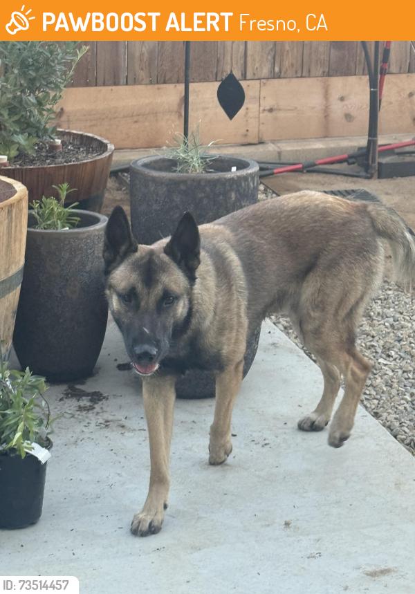 Found/Stray Male Dog last seen Olive and temperance, Fresno, CA 93727