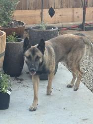 Found/Stray Male Dog last seen Olive and temperance, Fresno, CA 93727