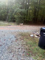 Found/Stray Unknown Dog last seen Lebanon, Orange County, NC 27302