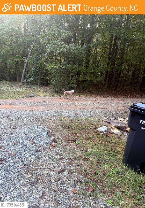 Found/Stray Unknown Dog last seen Lebanon, Orange County, NC 27302