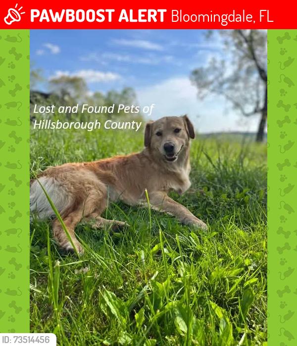 Lost Female Dog last seen Erindale /culbreath area, Bloomingdale, FL 33596