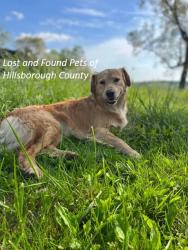 Lost Female Dog last seen Erindale /culbreath area, Bloomingdale, FL 33596