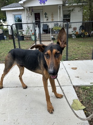 Shelter Stray Male Dog last seen W Seminary, South District,, 355 Hillshire Dr, Haslet, TX 76052, USA