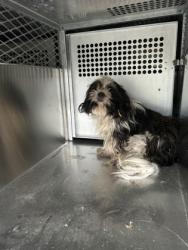 Shelter Stray Male Dog last seen W Seminary, South District,, 355 Hillshire Dr, Haslet, TX 76052, USA