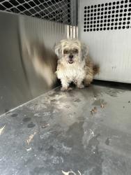Shelter Stray Male Dog last seen Near W Bolt St, South District, TX, 355 Hillshire Dr, Haslet, TX 76052, USA
