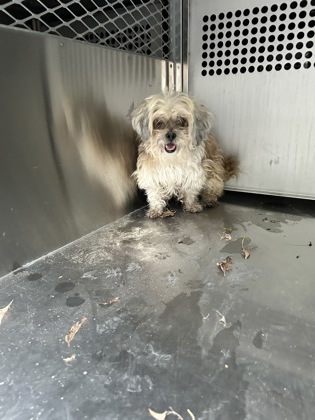 Shelter Stray Male Dog last seen Near W Bolt St, South District, TX, 355 Hillshire Dr, Haslet, TX 76052, USA