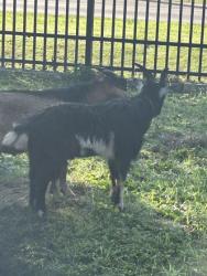 Shelter Stray Male Goat last seen Near Burris Rd, Knox County ASO, TN, 3201 Division St, Knoxville, TN 37919, USA