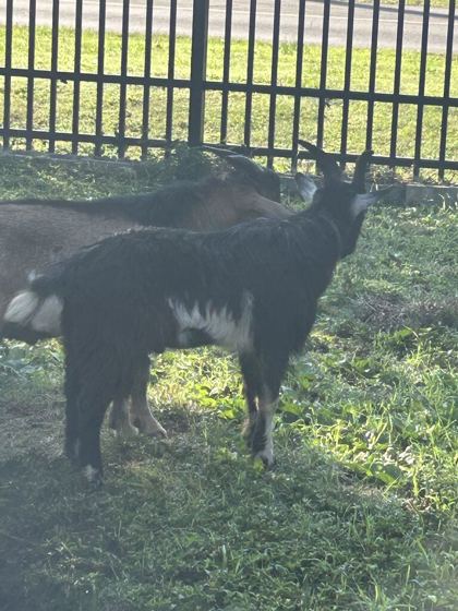 Shelter Stray Male Goat last seen Near Burris Rd, Knox County ASO, TN, 3201 Division St, Knoxville, TN 37919, USA