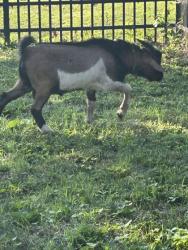 Shelter Stray Male Goat last seen Near Burris Rd, Knox County ASO, TN, 3201 Division St, Knoxville, TN 37919, USA