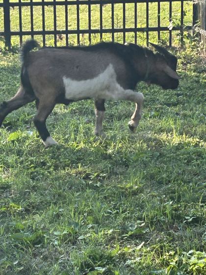Shelter Stray Male Goat last seen Near Burris Rd, Knox County ASO, TN, 3201 Division St, Knoxville, TN 37919, USA