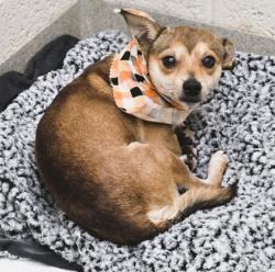 Shelter Stray Male Dog last seen Near Block of Booker Street, IRC AC, FL, 6230 77th St, Vero Beach, FL 32967, USA