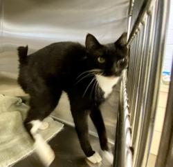 Shelter Stray Male Cat last seen Near 6th pl, IRC AC, FL, 6230 77th St, Vero Beach, FL 32967, USA