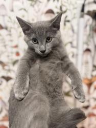 Shelter Stray Male Cat last seen Near Lightfoot Dr, 21209, MD, 2490 Giles Rd, Baltimore, MD 21225, USA