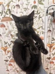 Shelter Stray Female Cat last seen Near Lightfoot Dr, 21209, MD, 2490 Giles Rd, Baltimore, MD 21225, USA