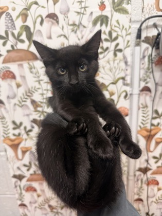 Shelter Stray Female Cat last seen Near Lightfoot Dr, 21209, MD, 2490 Giles Rd, Baltimore, MD 21225, USA