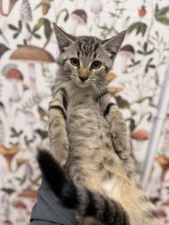 Shelter Stray Male Cat last seen Near Lightfoot Dr, 21209, MD, 2490 Giles Rd, Baltimore, MD 21225, USA