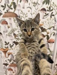 Shelter Stray Female Cat last seen Near Lightfoot Dr, 21209, MD, 2490 Giles Rd, Baltimore, MD 21225, USA