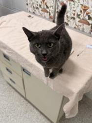 Shelter Stray Female Cat last seen Near York rd, 21212, MD, 2490 Giles Rd, Baltimore, MD 21225, USA