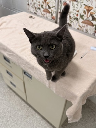 Shelter Stray Female Cat last seen Near York rd, 21212, MD, 2490 Giles Rd, Baltimore, MD 21225, USA