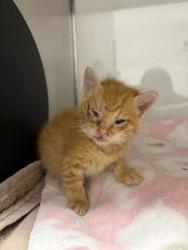 Shelter Stray Male Cat last seen David Allen Ln, County/Unicorporated, NC, 1491 Business Park Ct, Gastonia, NC 28052, USA