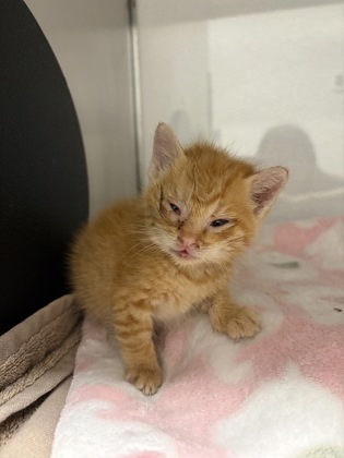 Shelter Stray Male Cat last seen David Allen Ln, County/Unicorporated, NC, 1491 Business Park Ct, Gastonia, NC 28052, USA