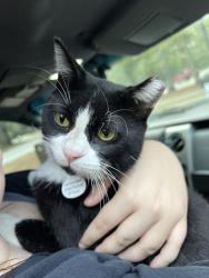 Reunited Male Cat last seen Russell Palmer, Kingwood, TX 77339