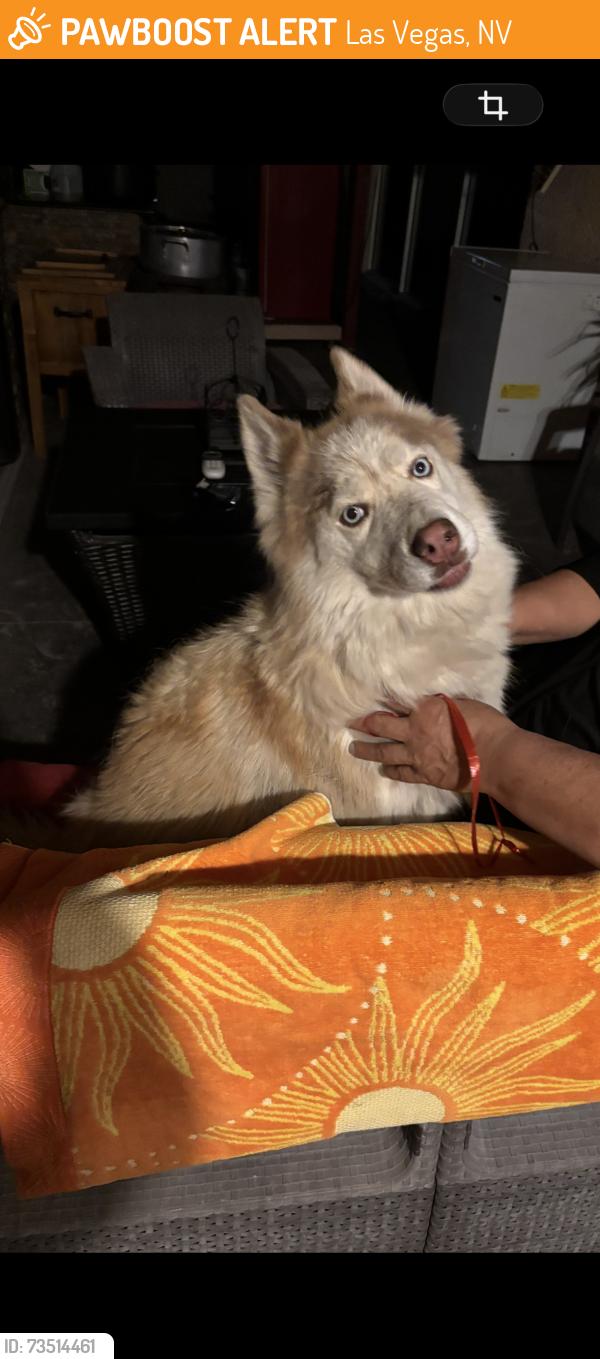 Found/Stray Unknown Dog last seen Hackamore dr and green cañón, Las Vegas, NV 89103