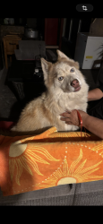 Found/Stray Unknown Dog last seen Hackamore dr and green cañón, Las Vegas, NV 89103