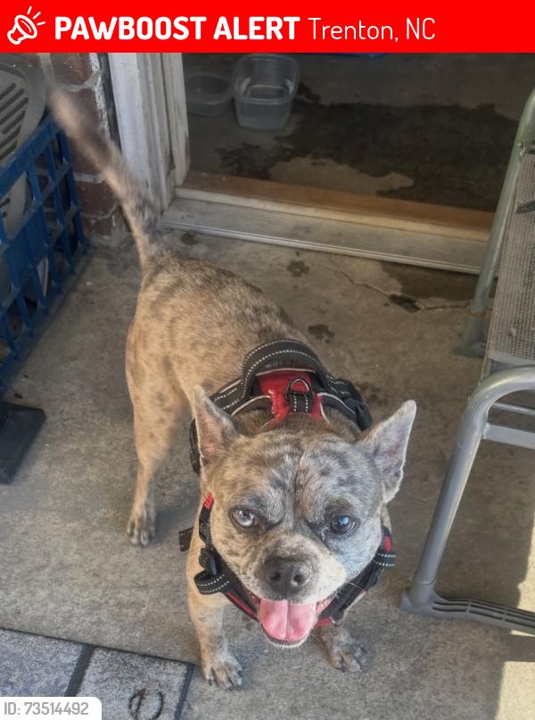 Lost Male Dog last seen Near NC HWY 41 W, Trenton, NC 28585, Trenton, NC 28585