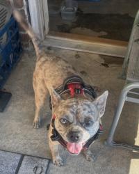 Lost Male Dog last seen Near NC HWY 41 W, Trenton, NC 28585, Trenton, NC 28585