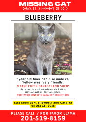 Reunited Male Cat last seen N. Ellswort at Catalpa, San Mateo, CA 94401