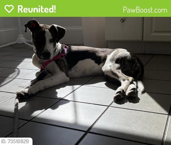 Reunited Female Dog last seen Whitford Ave, Providence, RI 02908