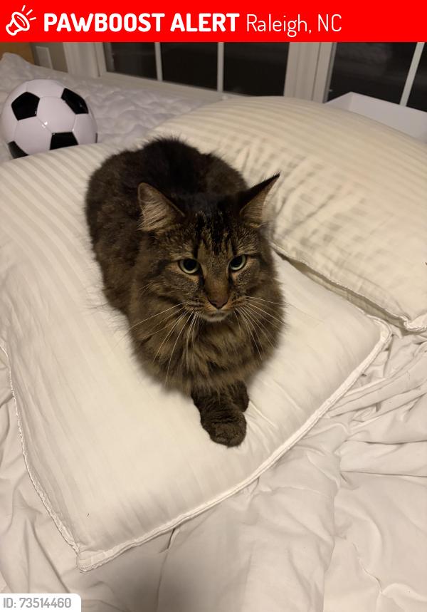 Lost Female Cat last seen Near 5555 Vista View Ct on Delta Lake Dr, Raleigh, NC 27612