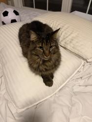 Lost Female Cat last seen Near 5555 Vista View Ct on Delta Lake Dr, Raleigh, NC 27612