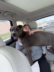 Found/Stray Male Dog last seen Redland, Homestead, FL 33031