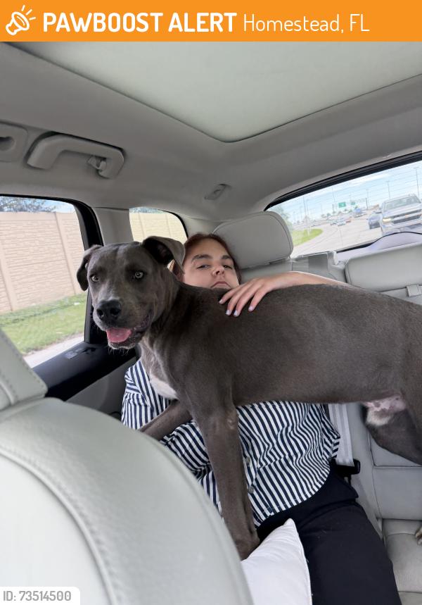 Found/Stray Male Dog last seen Redland, Homestead, FL 33031