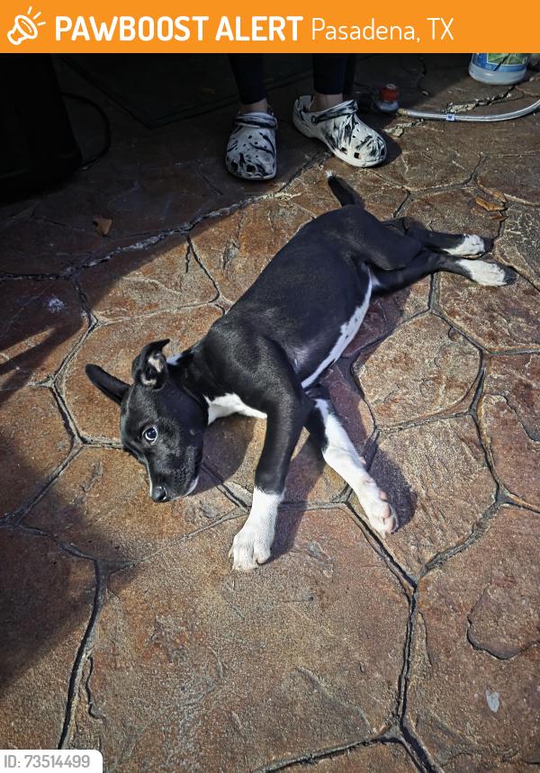 Found/Stray Female Dog last seen Oaks Dr, Pasadena, TX 77502