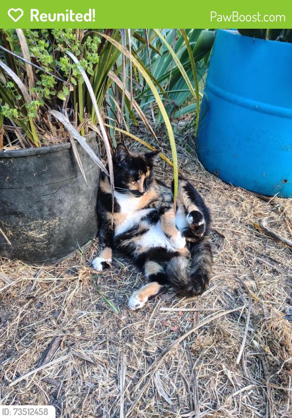 Reunited Female Cat last seen Near Finchwell Ct, San Jose, CA 95138