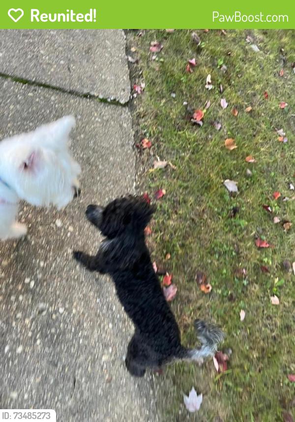 Reunited Male Dog last seen Cooks on and rt 40, Baltimore, MD 21229