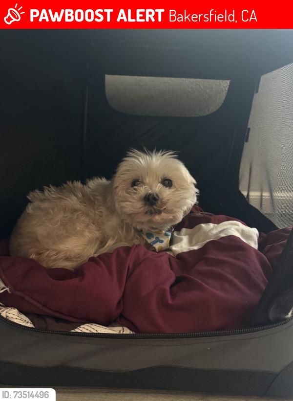 Lost Male Dog last seen Near beech st Bakersfield ca, Bakersfield, CA 93304