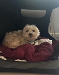 Lost Male Dog last seen Near beech st Bakersfield ca, Bakersfield, CA 93304