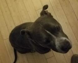 Reunited Male Dog last seen Near S. Main street, millcreek, Millcreek, UT 84107